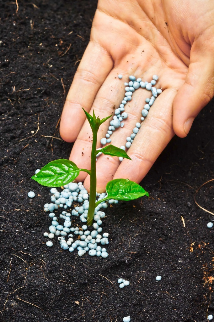 Image showing a hand putting fertilizer on a plant